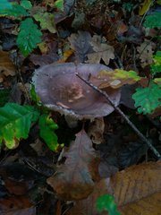 Russula