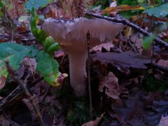 Russula