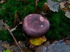 Russula