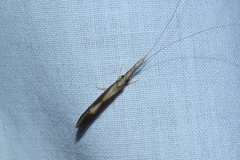 Triaenodes marginatus