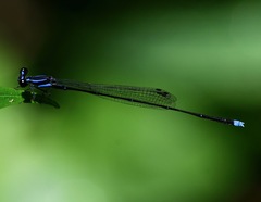 Prodasineura laidlawii