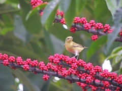Leiothlypis peregrina