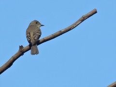 Leiothlypis peregrina
