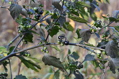 Solanum nigrum
