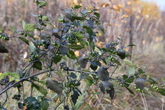Solanum nigrum