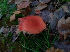 Leccinum