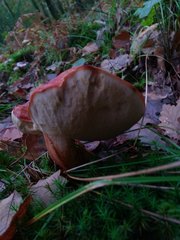 Leccinum
