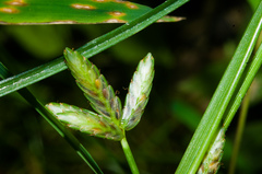 Cyperus flavescens