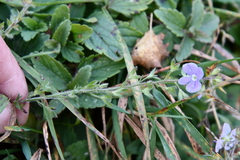 Veronica chamaedrys