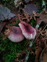 Russula