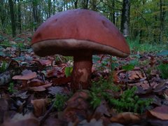 Leccinum