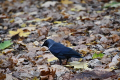 Corvus monedula