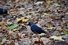 Corvus monedula