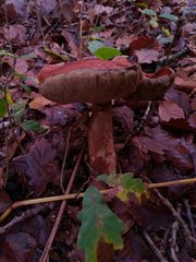 Boletaceae