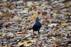 Corvus monedula