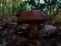 Boletaceae