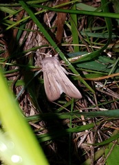 Leucania phragmitidicola