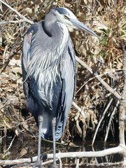 Ardea herodias