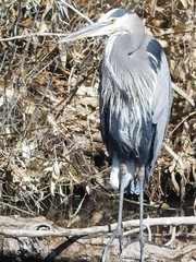 Ardea herodias