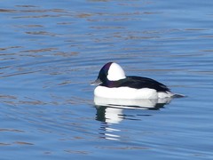 Bucephala albeola
