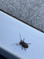 Mesosa curculionoides