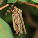 Bagworm Moths - Photo (c) portioid, some rights reserved (CC BY-SA), uploaded by portioid