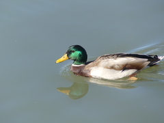 Anas platyrhynchos