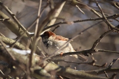 Passer domesticus