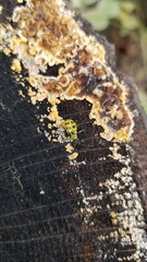 Diabrotica undecimpunctata