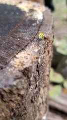 Diabrotica undecimpunctata