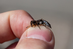 Dinothenarus pubescens