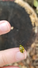 Diabrotica undecimpunctata
