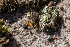 Dinothenarus pubescens