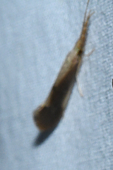 Triaenodes marginatus