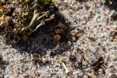 Dinothenarus pubescens