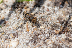 Dinothenarus pubescens