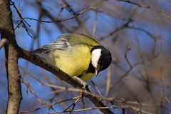 Parus major