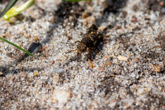 Dinothenarus pubescens