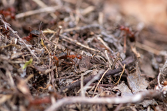 Formica truncorum