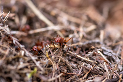 Formica truncorum