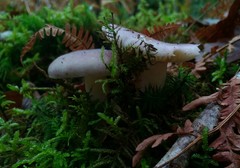 Russula