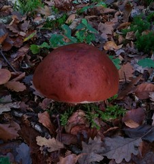 Leccinum
