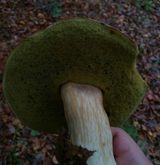 Boletaceae