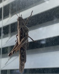 Schistocerca americana