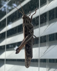 Schistocerca americana