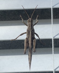 Schistocerca americana