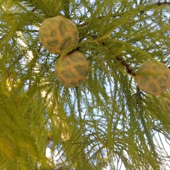Taxodium distichum