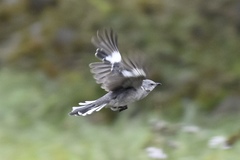 Mimus polyglottos leucopterus