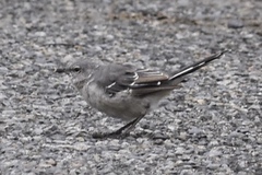Mimus polyglottos leucopterus