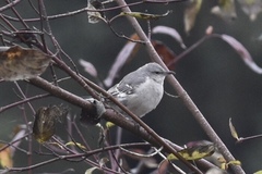 Mimus polyglottos leucopterus